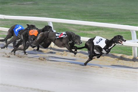 gbgb greyhound results|greyhound racing results for today.